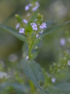 Water speedwell