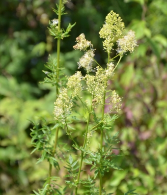 Rumeni talin – Thalictrum flavum