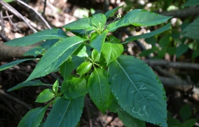 Žlezava nedotika – Impatiens glandulifera