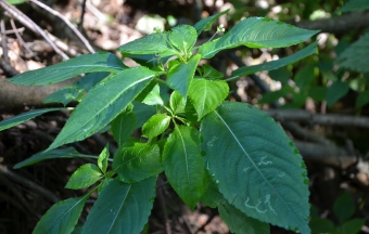 Žlezava nedotika – Impatiens glandulifera