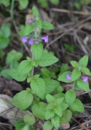 Menta campestre