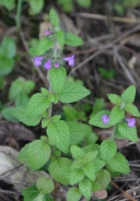 Corn mint