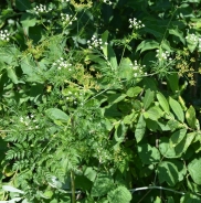 Fineleaf water dropwort