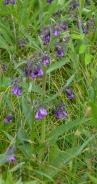 Common comfrey