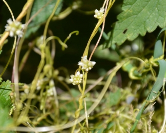 Navadna predenica  - Cuscuta europaea