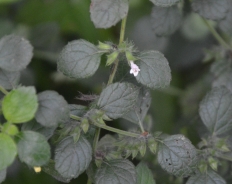 Česnov vrednik – Teucrium scordium Schreb.