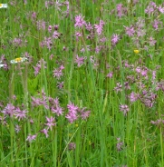 Ragged-robin