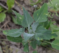 Tumbling saltbush