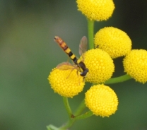 Rumena debeloglavka – Conops flavipes