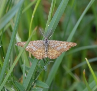 Common heath