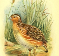 The Common Quail or European Quail 