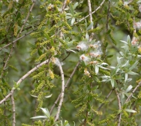 White willow