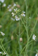 Hallerjev penušnjek (Arabidopsis halleri / Cardaminopsis halleri)