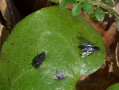 Stratiomida – Chloromyia tibalis