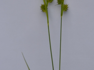 Rumeni šaš | Rastlina | Life Habitats
