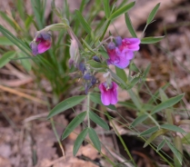 Spring vetchling