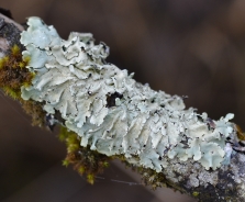 Common greenshield lichen