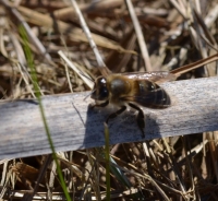 Willughby's leaf-cutter bee