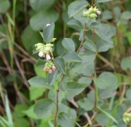 Beli bisernik – Symphoricarpos albus
