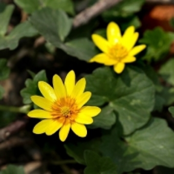 Spomladanska lopatica