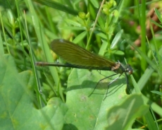 Pasasti bleščavec – Calopteryx splendens