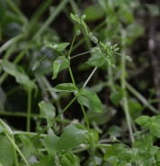 Water chickweed