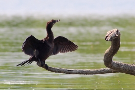 Pygmy cormorant 