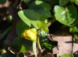 Lesser celandine