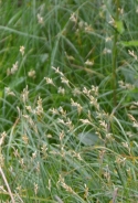 Davall's sedge