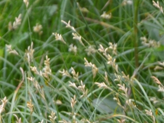 Srhki šaš | Rastlina | Life Habitats
