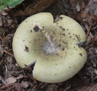 Grass-green russula