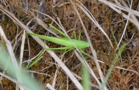 Sickle-bearing bush-cricket