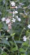 White campion