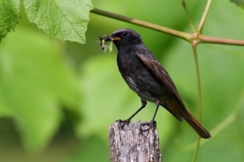 Black redstart 