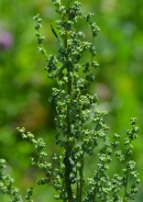 Spear saltbush