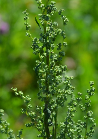 Navadna loboda – Atriplex patula