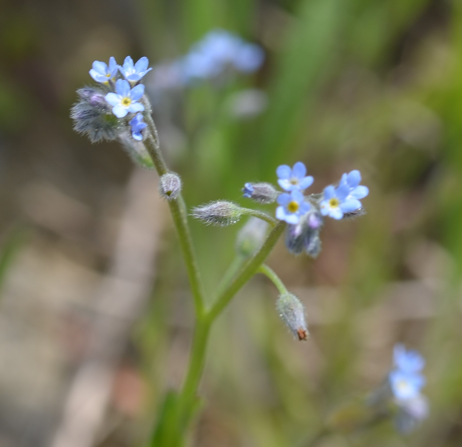 Field Forget-Me-Not Myosotis arvensis